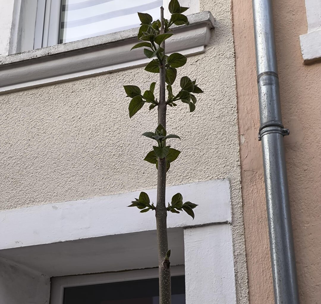 Erstaunliches Fugenwachstum. S2 E02. Die Daten zum Start.