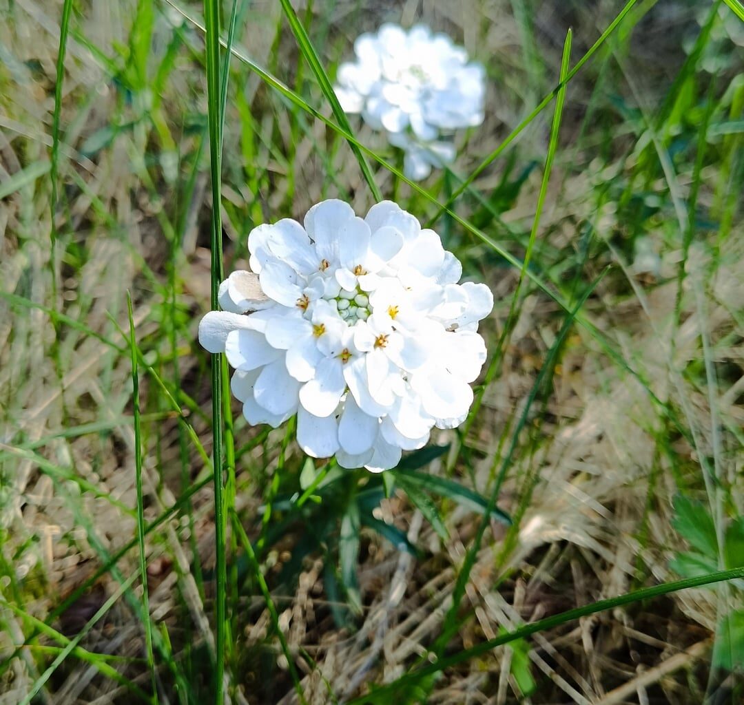 In alter Sandgrube gefunden