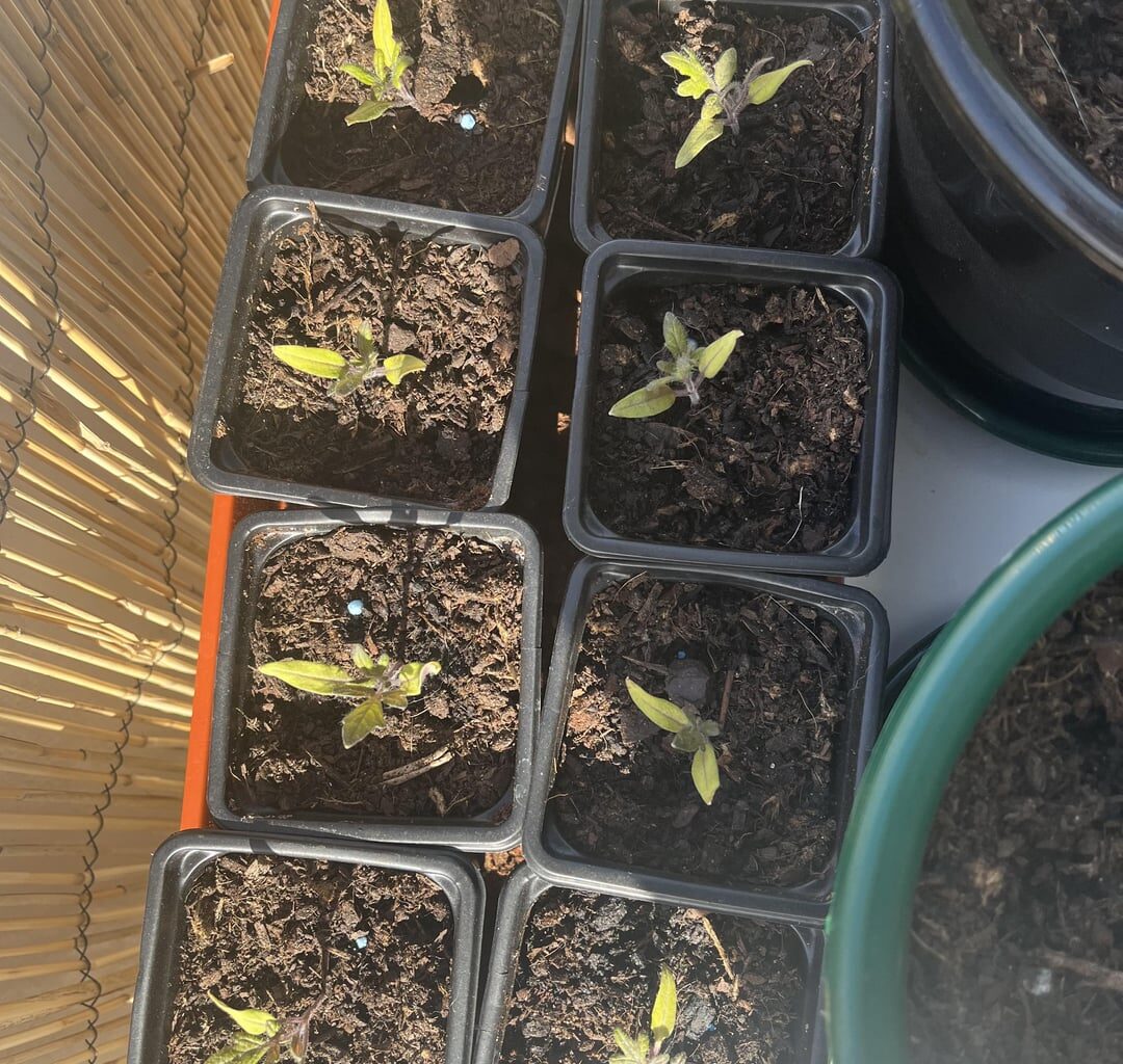 Tomaten wachsen nichtmehr