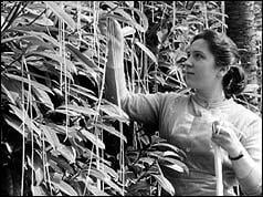 If you ever think the BBC is all serious, just remember they have a sense of humour. In 1957, the BBC made a report about a "Spaghetti-tree" from Switzerland which shows people harvesting spaghetti from a tree. This was on 1st April