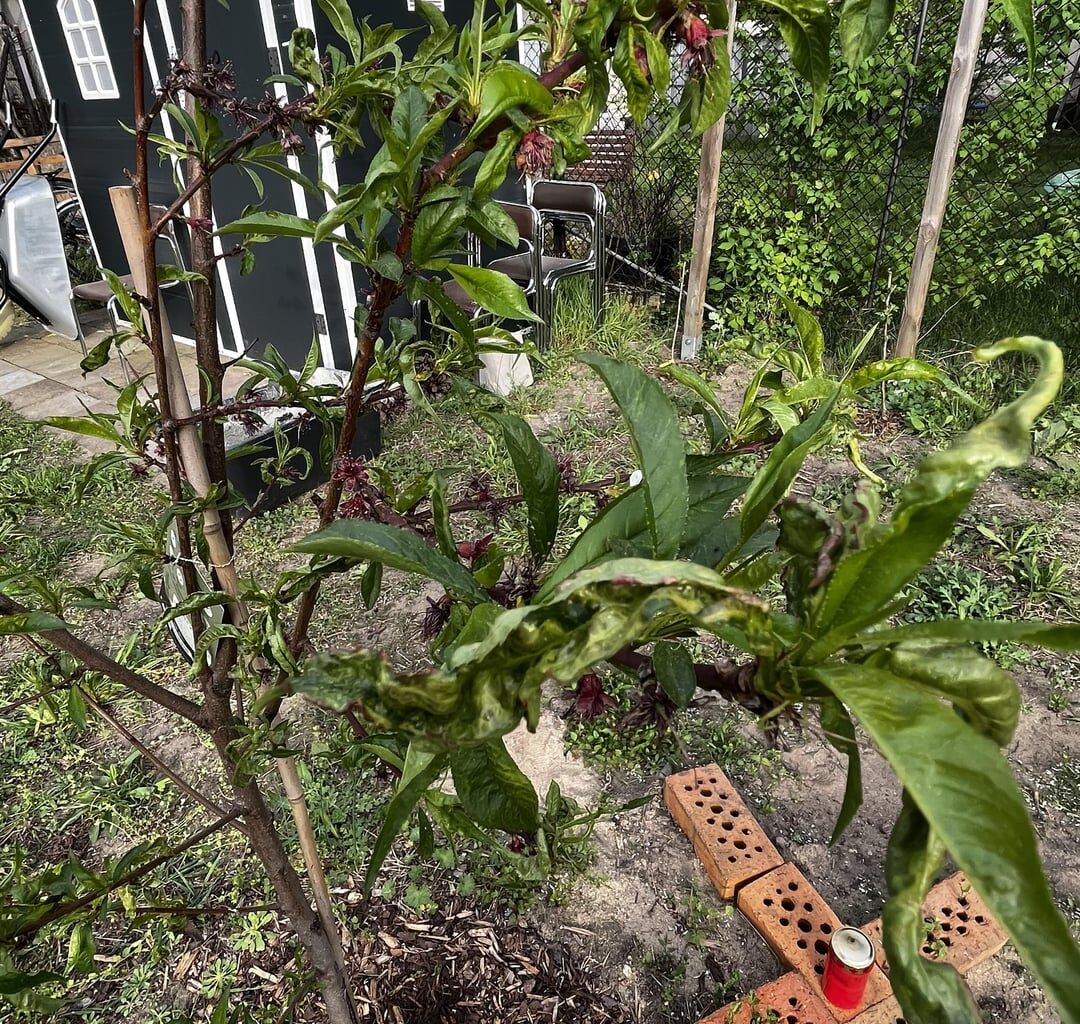 Was fehlt meinem Baum? :(