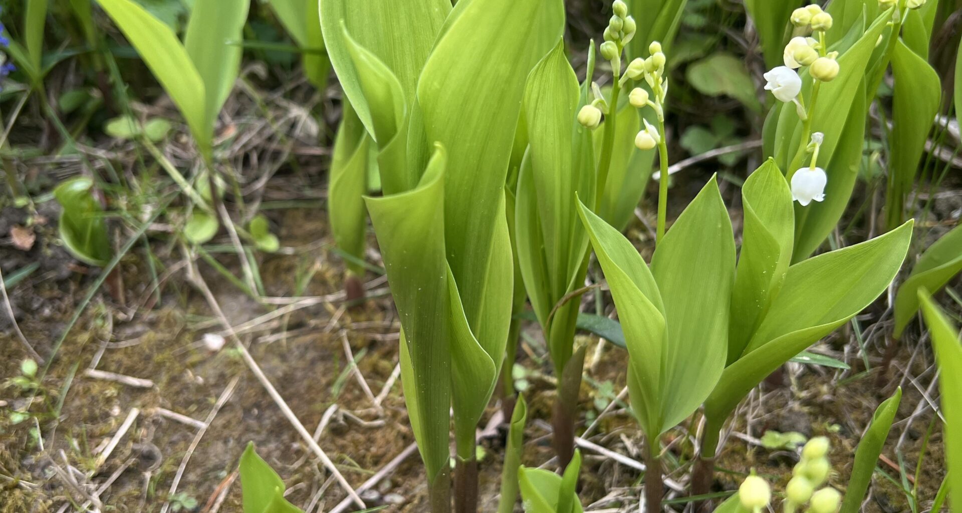 Maiglöckchen im Garten