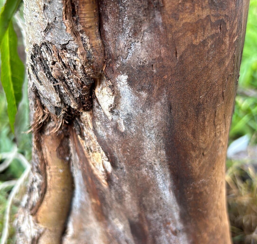 Rindenschaden am Apfelbaum