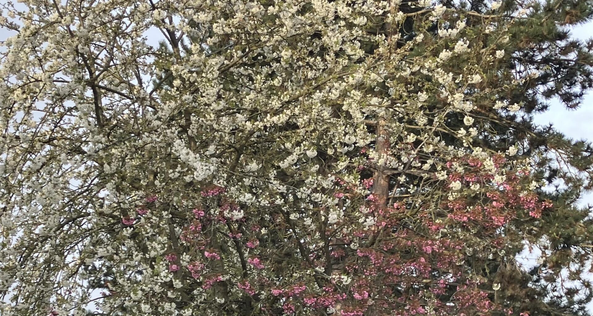 Was für ein Baum ist das?