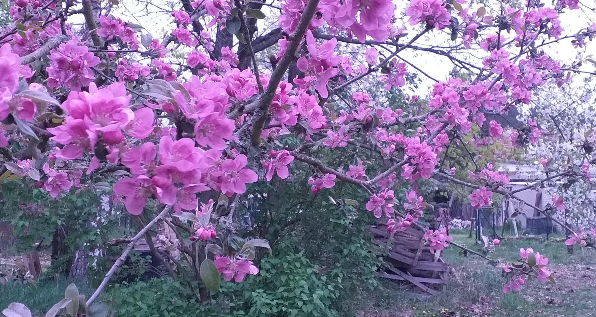 Zweig des Vampirapfels in Blüte