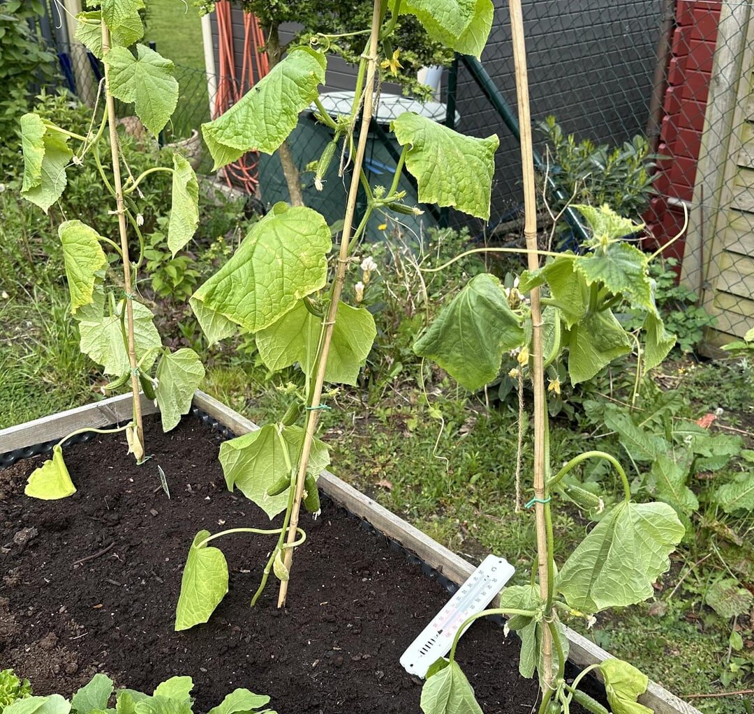 Gurken 🥒 haben das umpflanzen nicht vertragen?