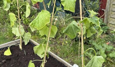 Gurken 🥒 haben das umpflanzen nicht vertragen?