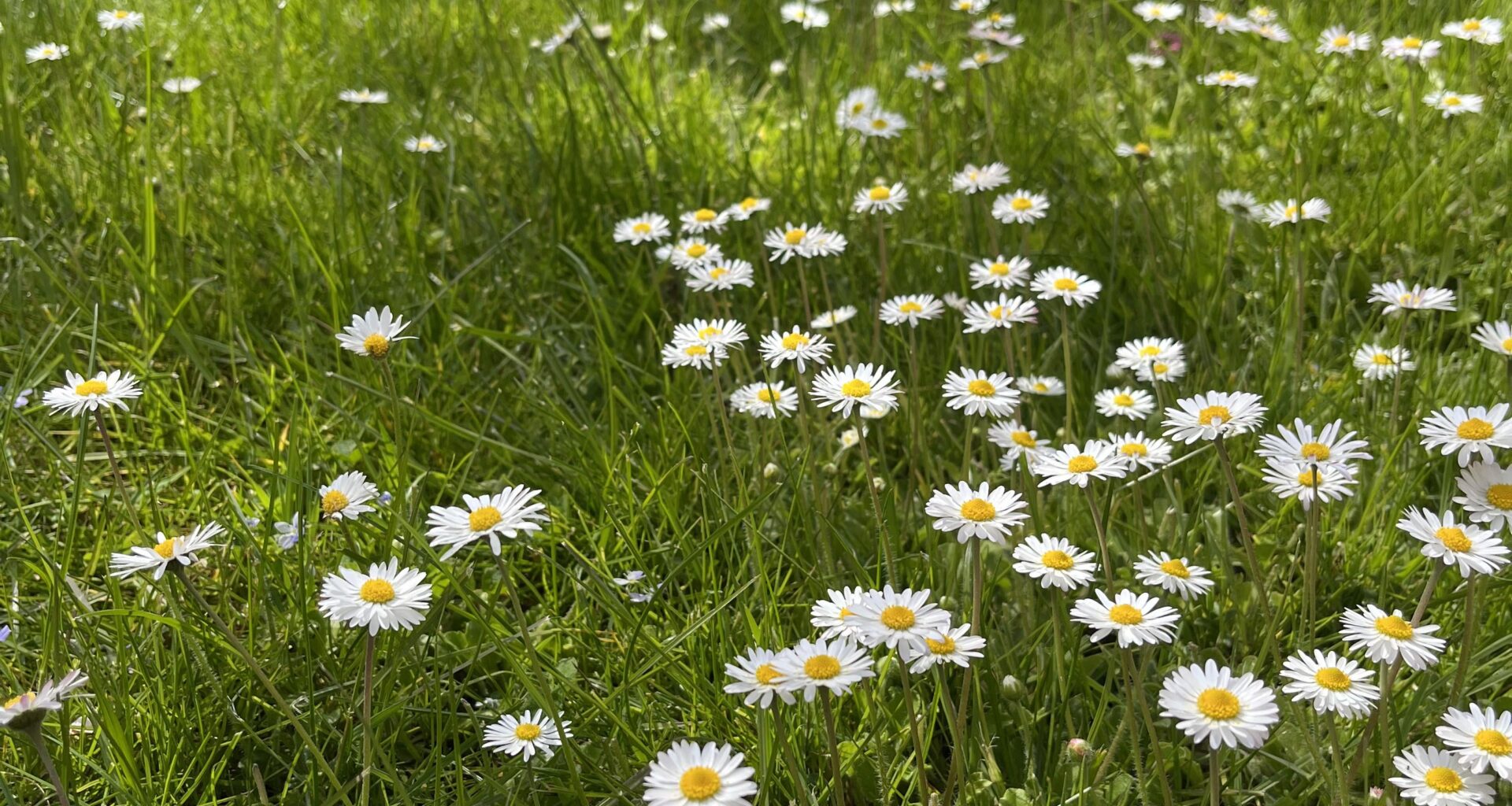 Rasen mit Wildblumen vertikutieren