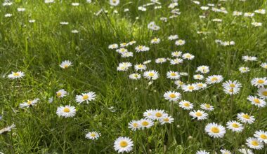 Rasen mit Wildblumen vertikutieren