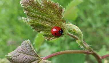 Blattläuse an Johannisbeeren? Techniker ist informiert und schon bei der Arbeit.