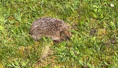 Igel im Garten