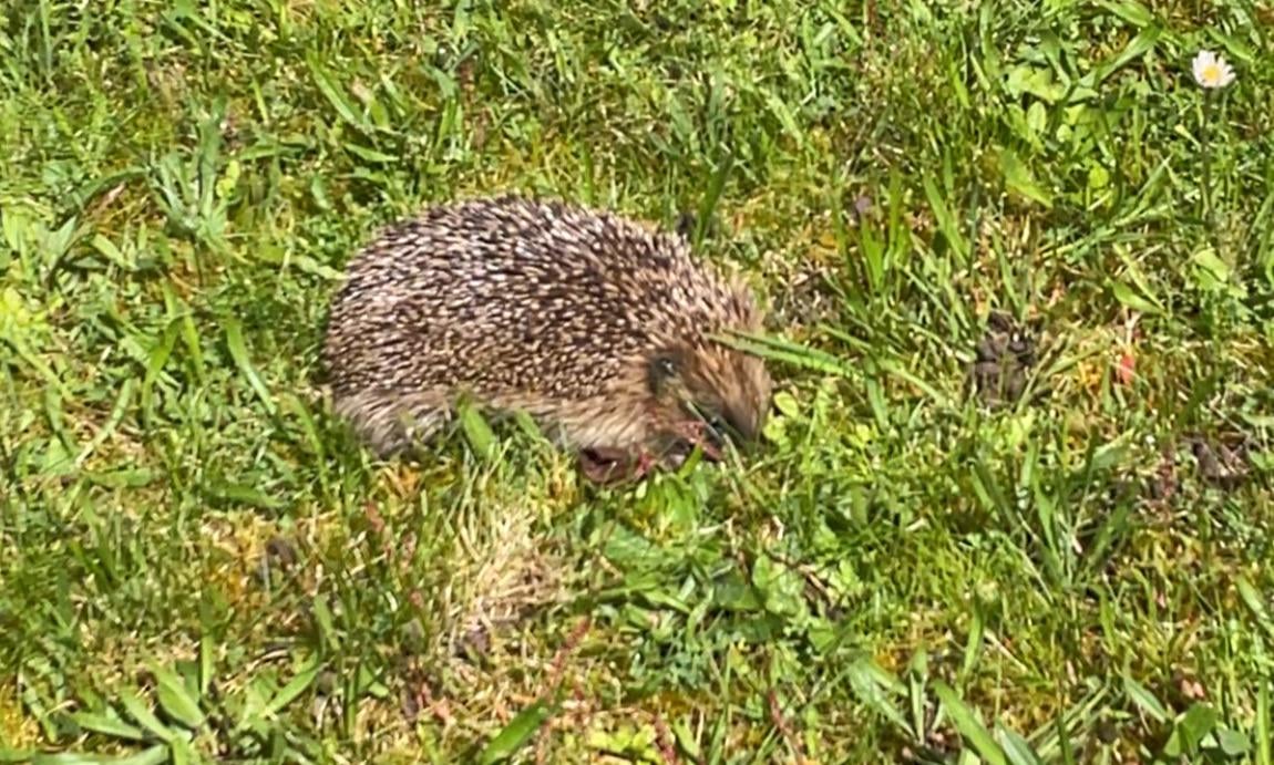 Igel im Garten