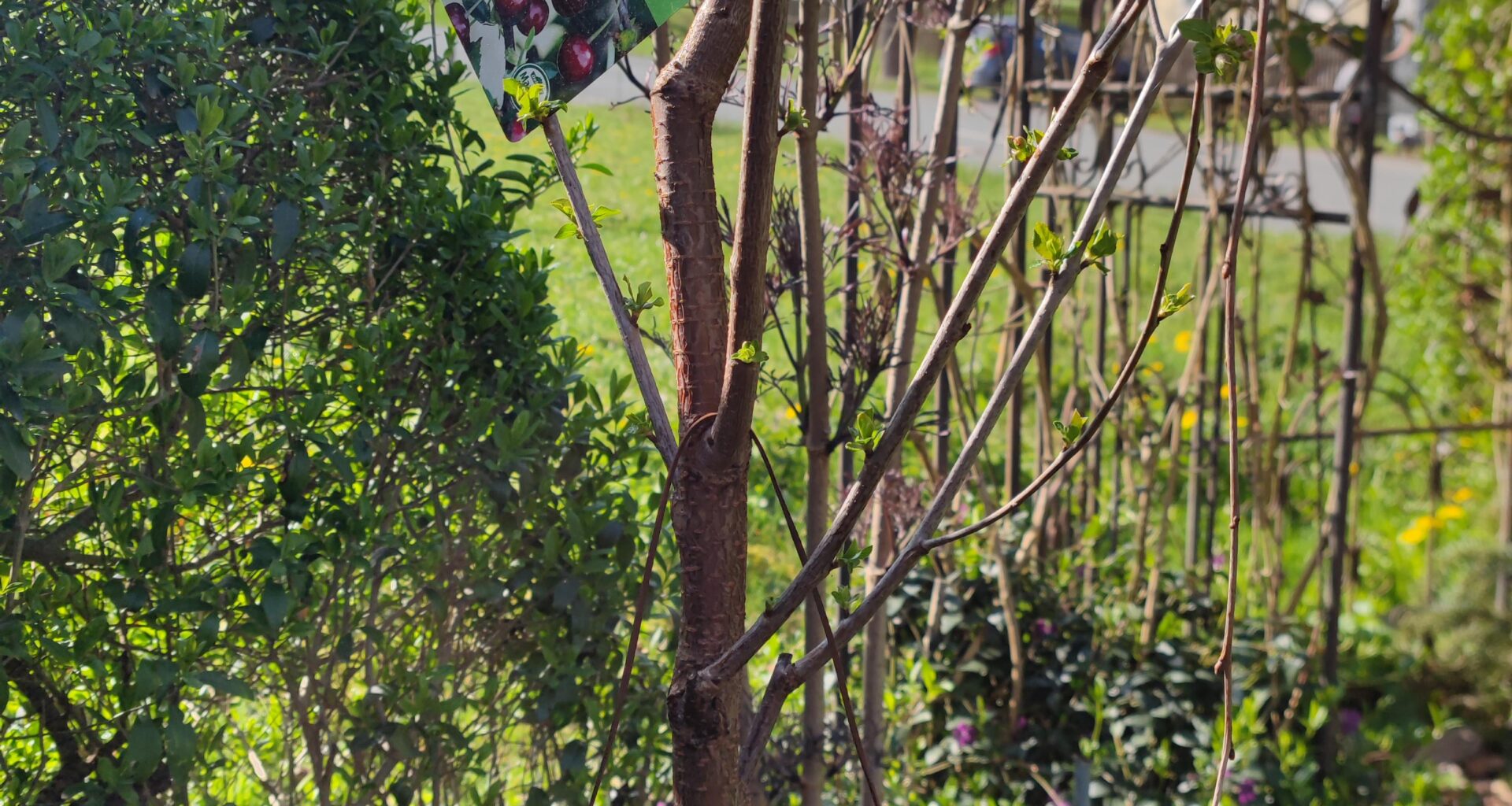 Sauerkirsche erweitert den Obstbestand im Garten