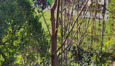 Sauerkirsche erweitert den Obstbestand im Garten