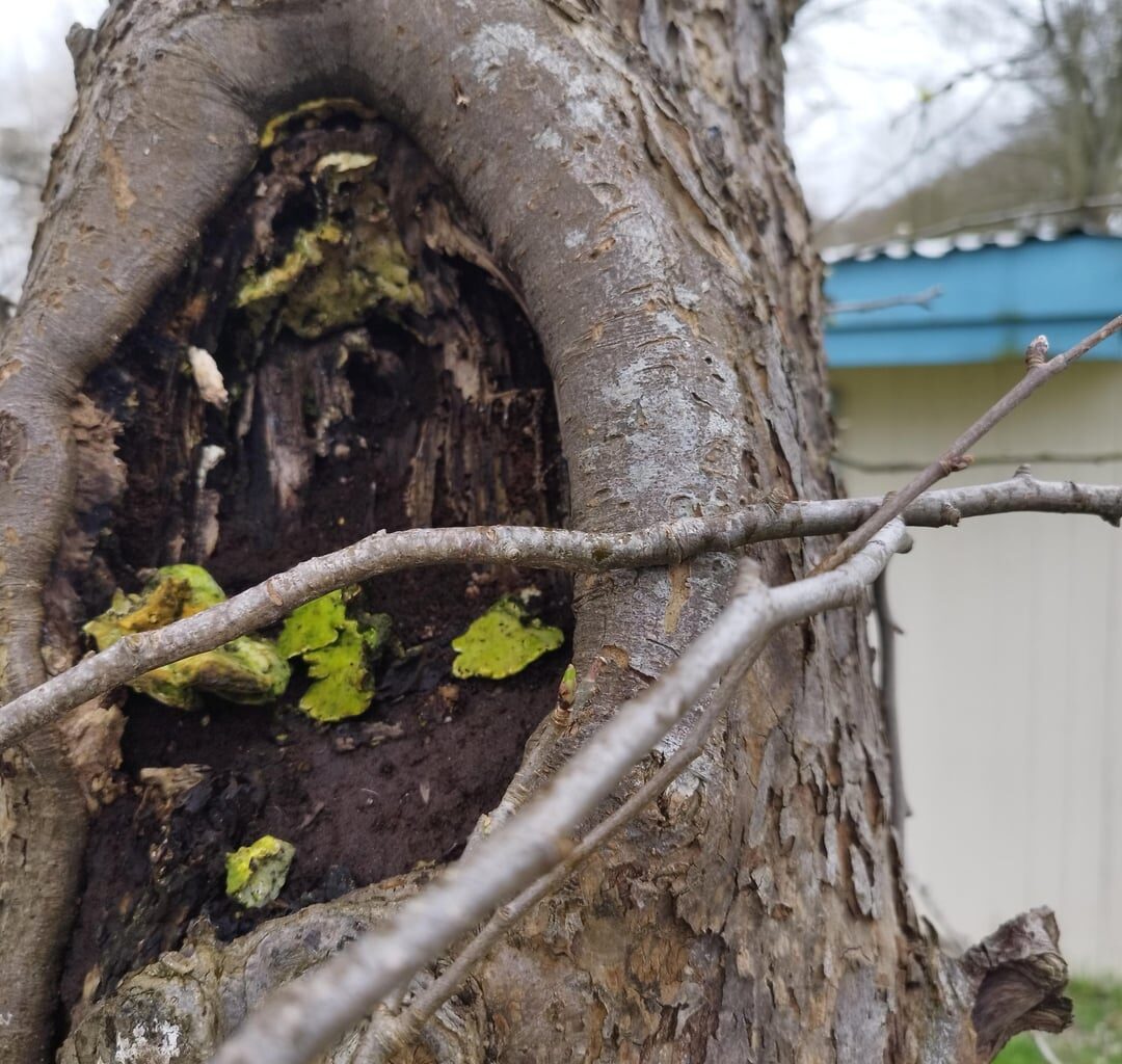 Was ist mit diesem Baum ? Was kann man tun?