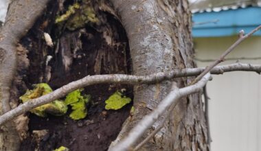 Was ist mit diesem Baum ? Was kann man tun?