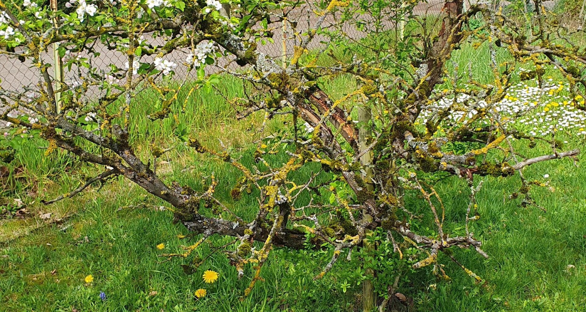 Apfelbaum noch zu retten?