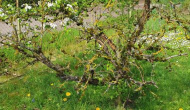 Apfelbaum noch zu retten?