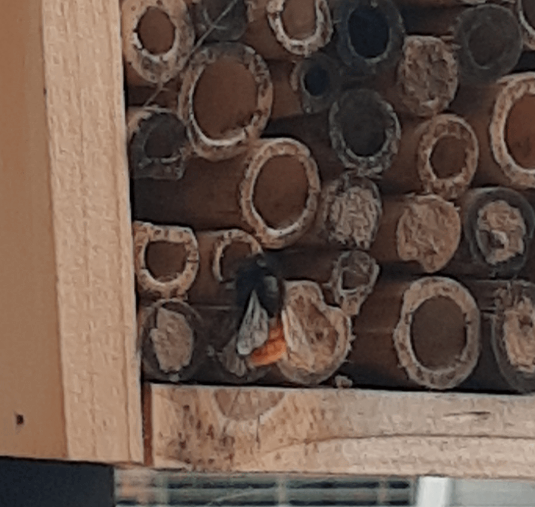 Sind das Bienen?