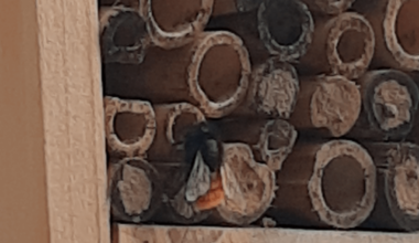 Sind das Bienen?