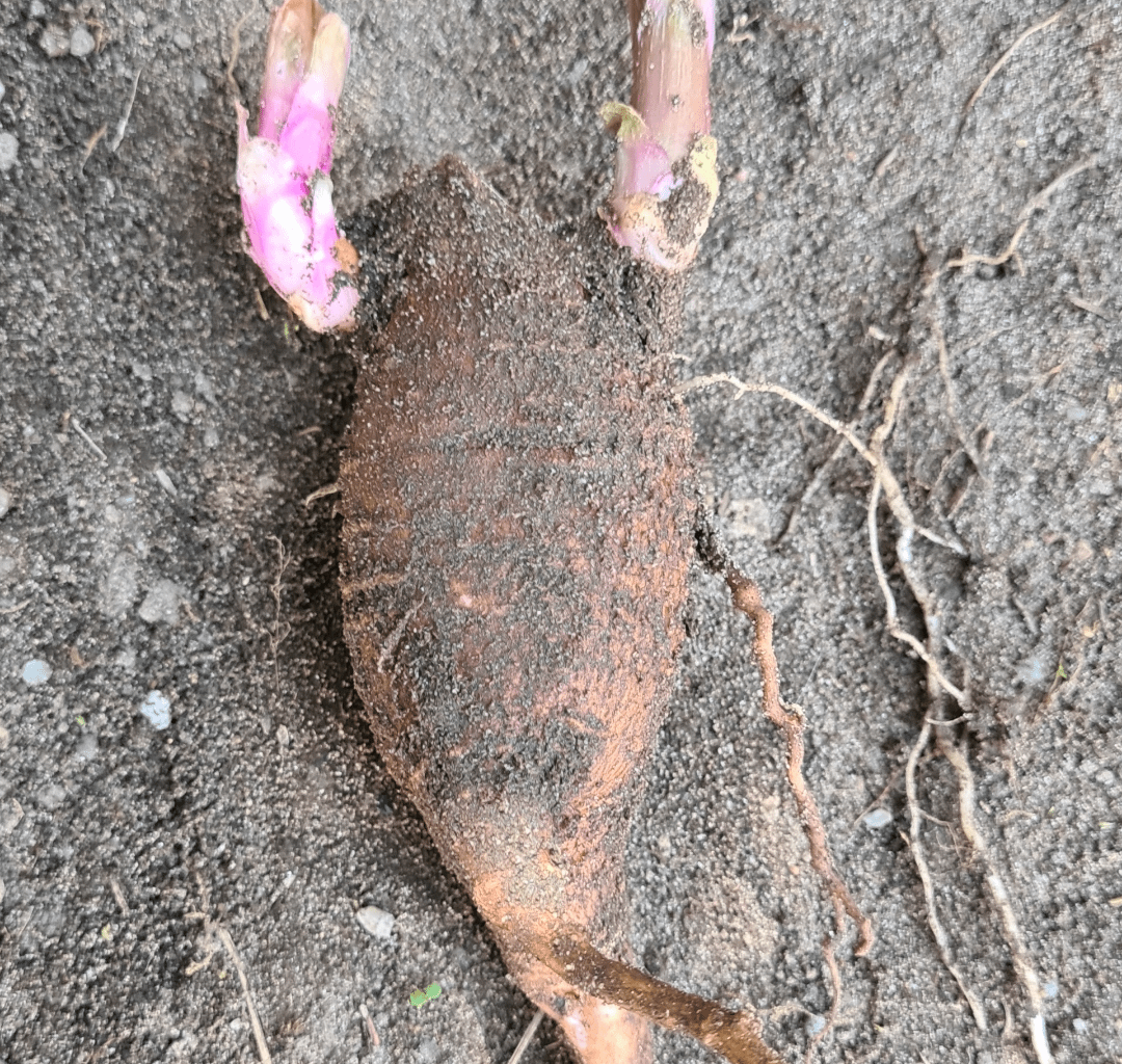 Jemand eine Idee was hier in der alten Blumenwiese wächst?