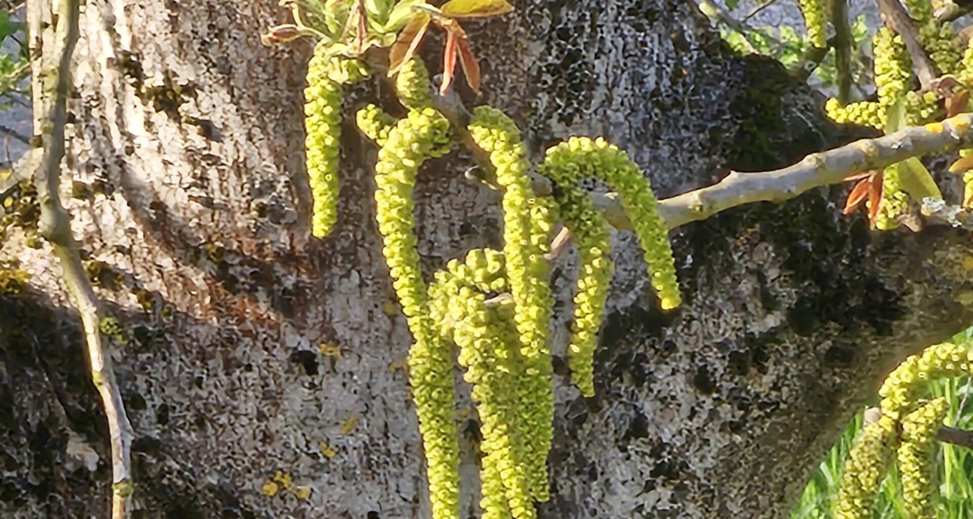 Der Nussbaum (juglans regia) bewirkt, dass wir 2-stündlich Lüftungsschlitze von PCs und NAS-Geräten reinigen dürfen; ist trotzdem cool, hoffentlich übersteht er den angekündigten Kälteeinbruch :)