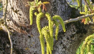 Der Nussbaum (juglans regia) bewirkt, dass wir 2-stündlich Lüftungsschlitze von PCs und NAS-Geräten reinigen dürfen; ist trotzdem cool, hoffentlich übersteht er den angekündigten Kälteeinbruch :)