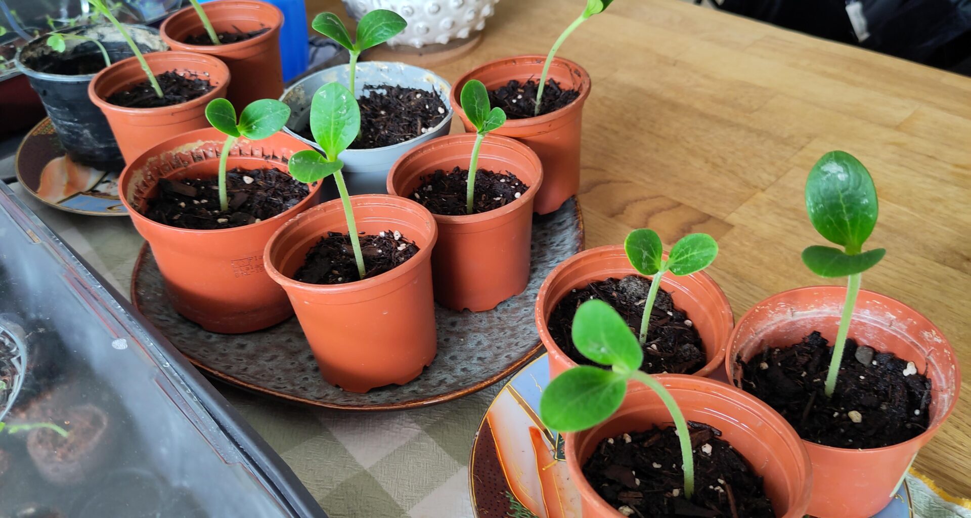 Wann kann ich die Zucchini ins Gartenbeet einpflanzen?