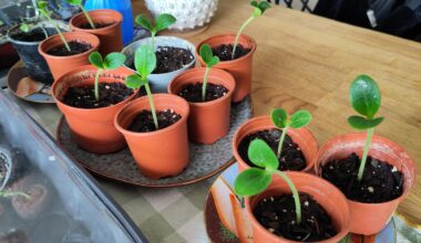 Wann kann ich die Zucchini ins Gartenbeet einpflanzen?