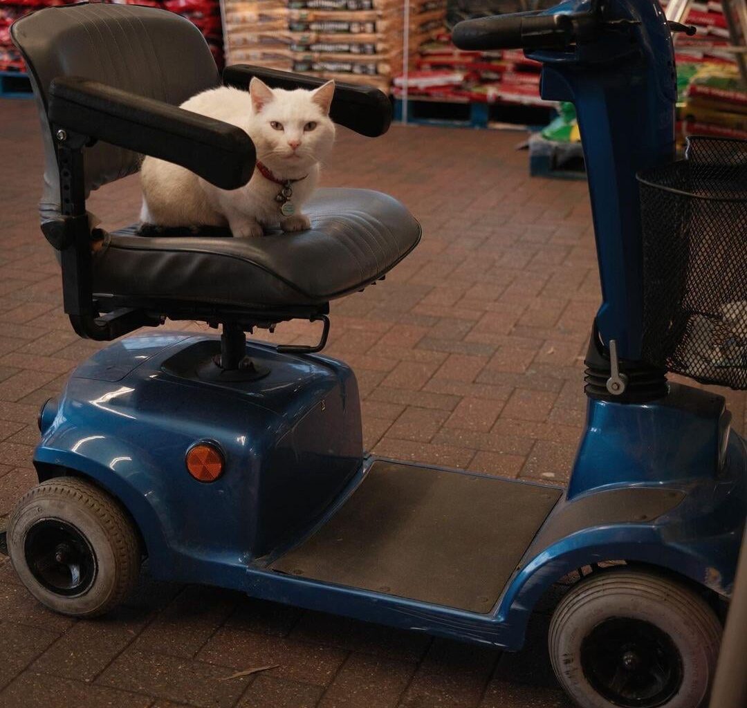 There’s a Tesco cat called Belinda causing a national drama