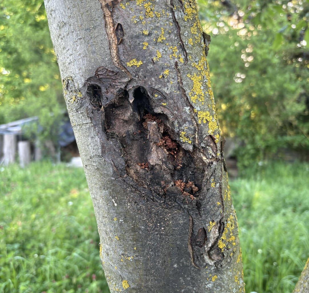 Weiß jemand, was mit meinem Apfelbaum los ist ?