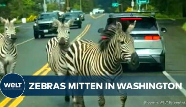 WASHINGTON: Auto-Zaun für entflohene Zebras! Rodeo-Reiter rettet die Lage