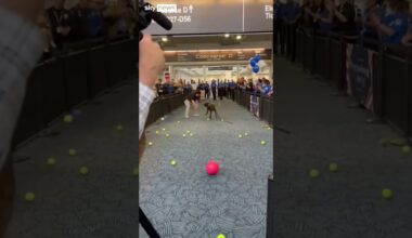 Retiring sniffer dog showered with toys