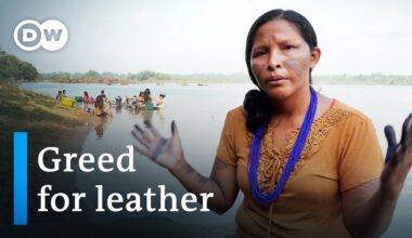 Illegal leather - How the car industry is threatening the rainforest | DW Documentary