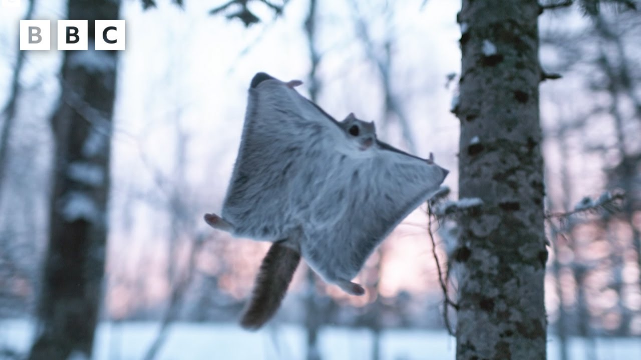 Baby squirrel's first flying lesson 🥹 | Mammals - BBC