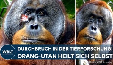 SUMATRA: Durchbruch in der Tierforschung! Orang-Utan nutzt Heilpflanze zur Wundbehandlung