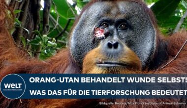 SUMATRA: Das haben Forscher noch nie gesehen! Verhalten von Orang-Utan wirft neue Fragen auf