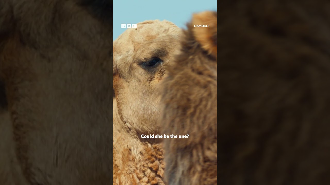 We've all been there 💔 #Mammals #iPlayer #DavidAttenborough #Nature #Camels @bbcearth