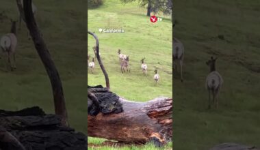 Herd of wild elk adopt donkey 🫏 #animals #shorts