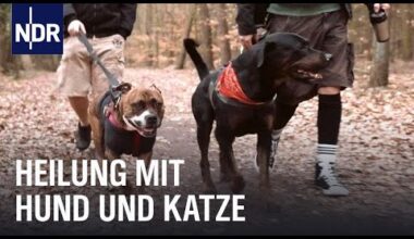 Mit Hunden in der Suchtklinik | Die Nordreportage | NDR Doku