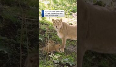 Lion cub trio take their first steps outside at London Zoo