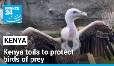 Kenya toils to protect birds of prey, which are increasingly at risk of extinction • FRANCE 24