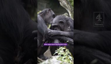 Chimpanzee carries dead baby for three months