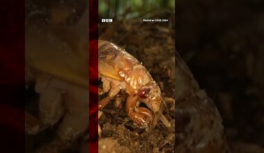 Billions of cicadas have emerged in parts of the US. #Cicadas #BBCNews