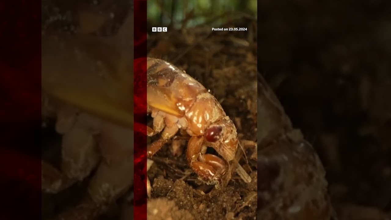 Billions of cicadas have emerged in parts of the US. #Cicadas #BBCNews