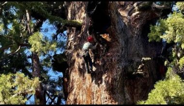 NO COMMENT: Bilan de santé d'un séquoia géant menacé par le dendroctone du pin ponderosa