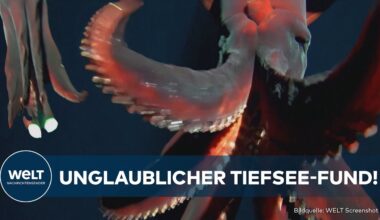 TIEFSEE-WUNDER: LEUCHTENDER KALMAR in den Tiefen des Ozeans entdeckt