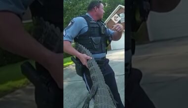 Police officers tackle alligator in Georgia residential street