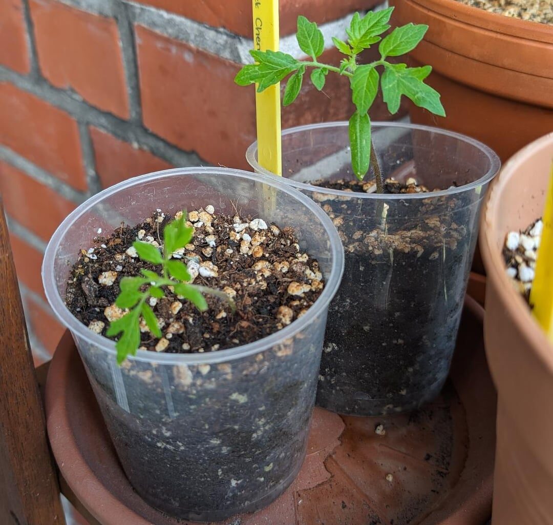 Tomaten- und Paprikapflanzen zu klein?