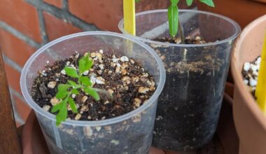 Tomaten- und Paprikapflanzen zu klein?